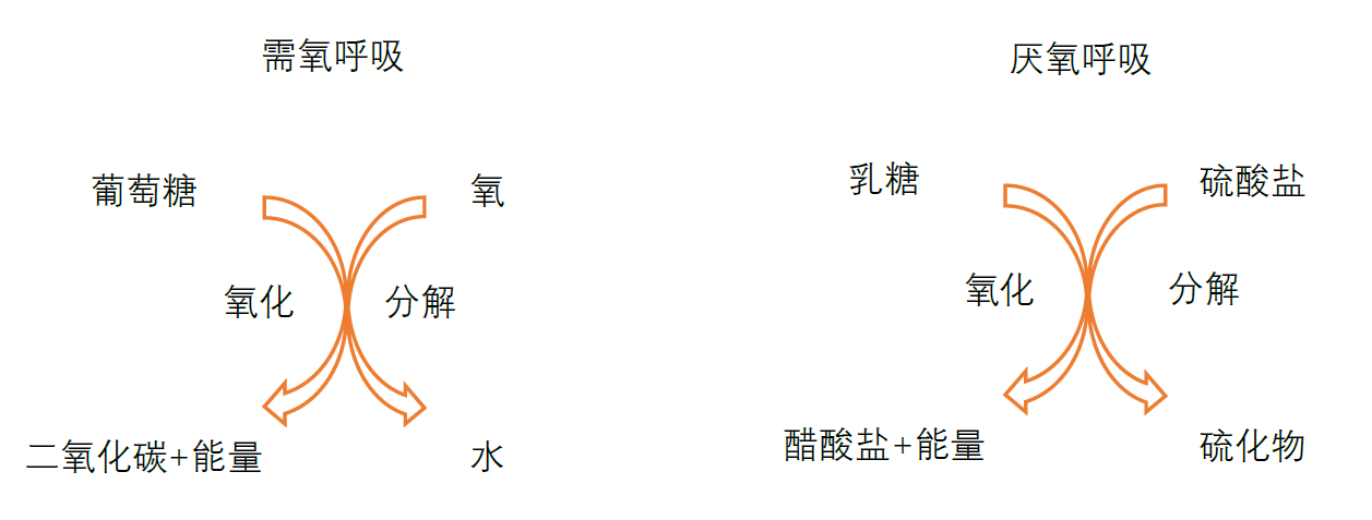 细菌的呼吸